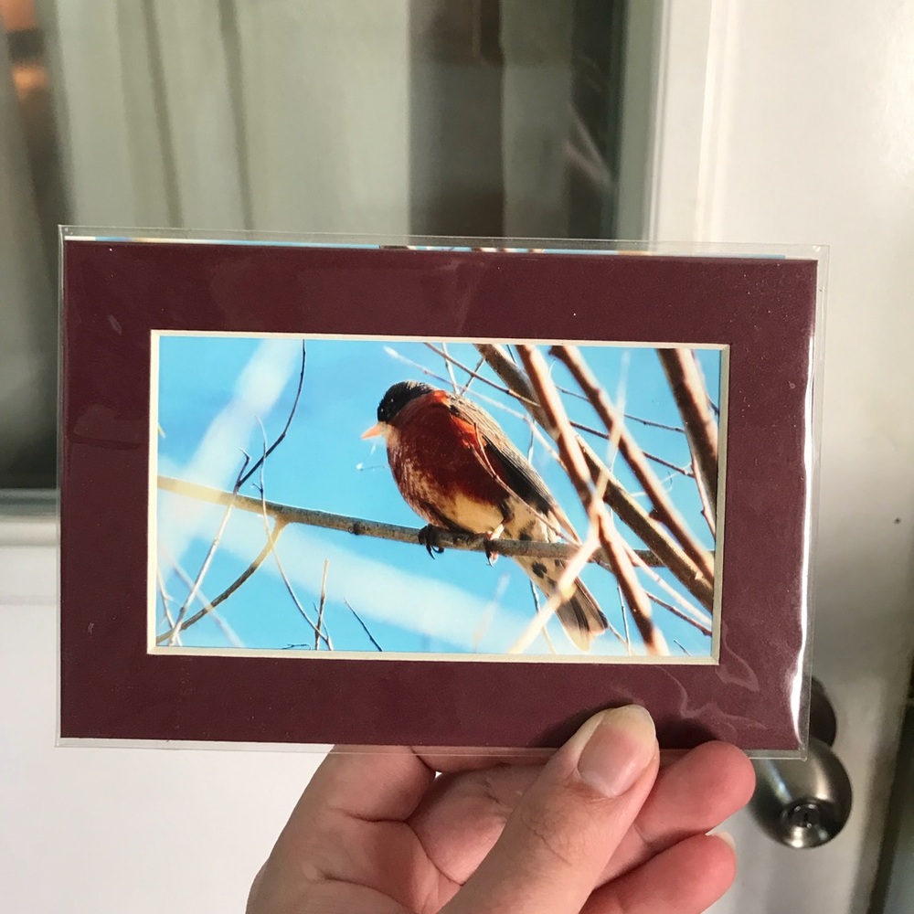 Bird photograph